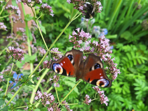 Gartenimpression - 