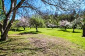 Parkähnlicher Garten mit etabliertem Baumbestand und großzügigen Freiflächen - 