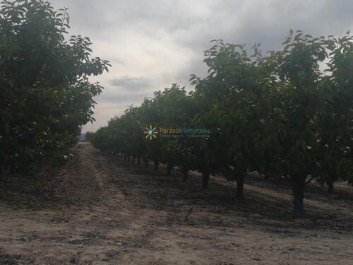 Foto - Grundstück in Beniganim