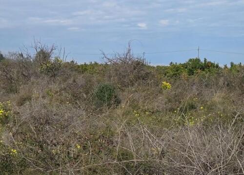 Foto - Grundstück in Gandia zum Kaufen