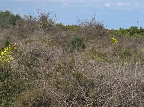 Foto - Grundstück in Gandia