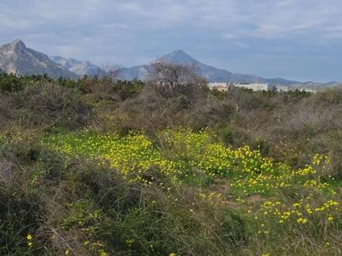 Foto - Grundstück in Gandia - 35.000,00&nbsp;EUR Kaufpreis, ca.&nbsp; 0,00&nbsp;m&sup2;