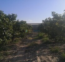 Grundstück in Albaida - 100.000,00&nbsp;EUR Kaufpreis, ca.&nbsp; 0,00&nbsp;m&sup2; in Albaida (PLZ: )