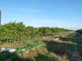 Foto - Grundstück in Oliva zum Kaufen