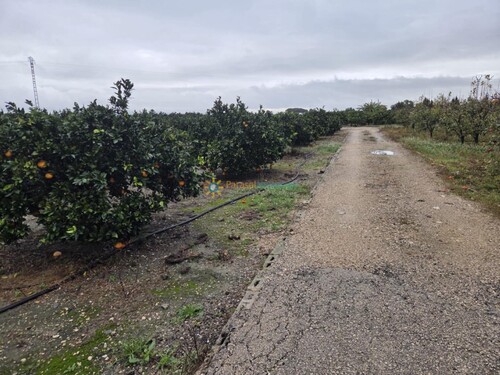 Foto - Grundstück in Senyera