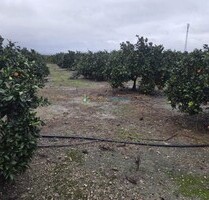 Grundstück in Senyera - 8.000,00&nbsp;EUR Kaufpreis, ca.&nbsp; 0,00&nbsp;m&sup2; in Senyera (PLZ: )