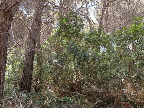 Foto - Grundstück in Moraira