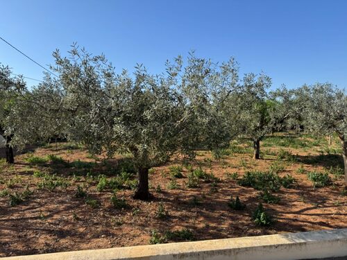 Foto - Finca, Strandhaus in Benissa