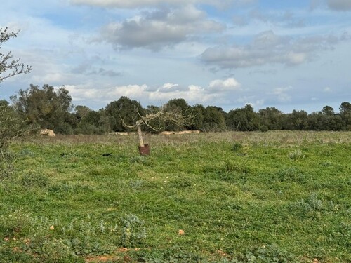Foto - Bauernhof, Reithof, Weingut in Porreres zum Kaufen