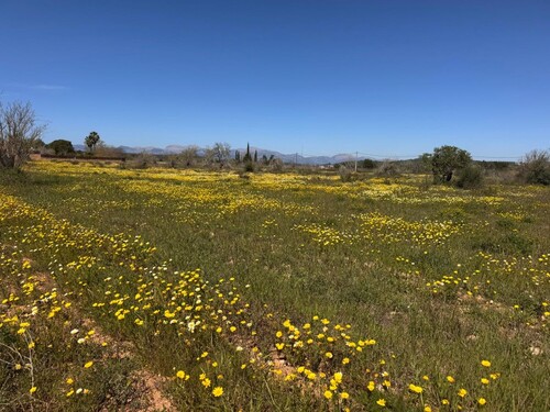 Foto - Grundstück zum Kaufen in Algaida