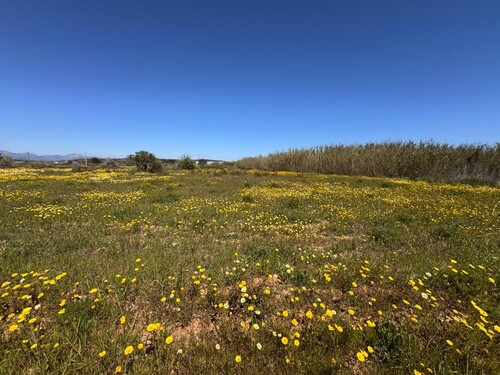 Foto - Grundstück in Algaida