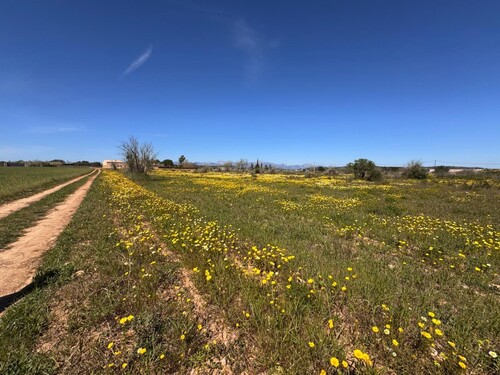 Foto - Grundstück in Algaida zum Kaufen
