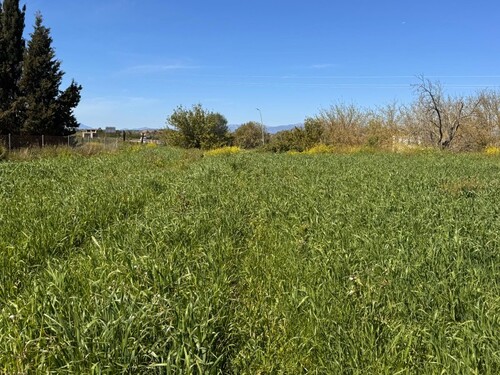 Foto - Grundstück zum Kaufen in Montuiri