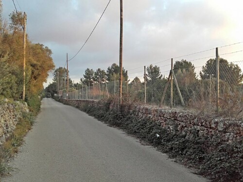 Foto - Grundstück in Sencelles