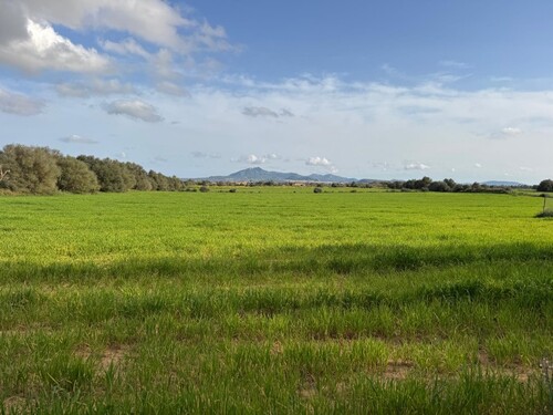 Foto - Grundstück zum Kaufen in S'Horta (Felanitx)