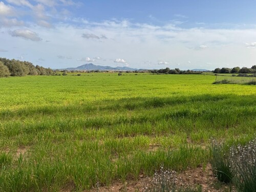 Foto - Grundstück in S'Horta (Felanitx)