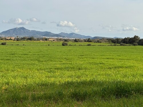 Foto - Grundstück in S'Horta (Felanitx) zum Kaufen