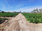 Foto - Grundstück in Elche pedanias