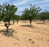 Grundstück in Ricote - 26.000,00&nbsp;EUR Kaufpreis, ca.&nbsp; 0,00&nbsp;m&sup2; in Ricote (PLZ: )