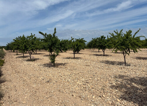 Foto - Grundstück in Ricote