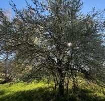 Grundstück zum Mieten in Bad Homburg vor der Höhe 900,00 € 2254 m²