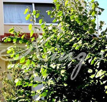 Haus Kaufen, , Kifisia (Athen Nord),