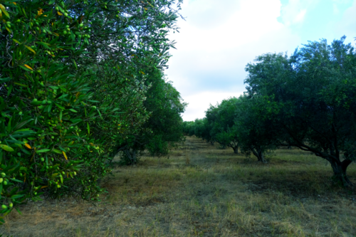Foto - Grundstück zum Kaufen in 