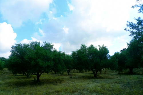 Foto - Grundstück in 