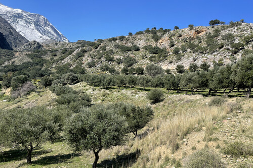 Foto - Grundstück Land Kaufen, , Gazi (Heraklion Präfektur),