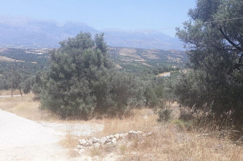 Foto - Grundstück Land Kaufen, , Moires (Heraklion Präfektur),