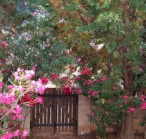 Haus Kaufen, , Aegina (Saronische Inseln),