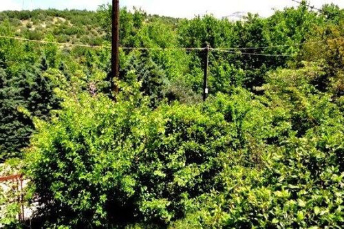 Foto - Grundstück Land Kaufen, , Acharnes (Athen West),