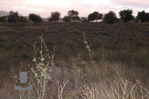 Foto - Grundstück Land Kaufen, , Koropi (Athen Ost),