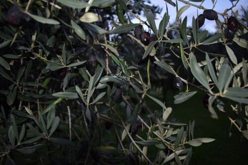 Foto - Grundstück in zum Kaufen