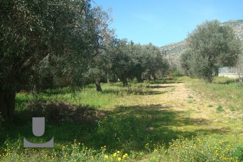 Foto - Grundstück Land Kaufen, , Anavyssos (Attika - Restliche Gemeinden),