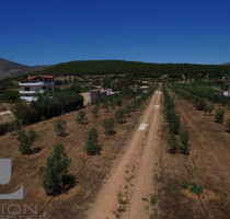 Grundstück Land Kaufen, , Anavyssos (Attika - Restliche Gemeinden),