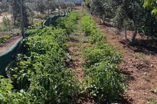 Foto - Grundstück zum Kaufen in 