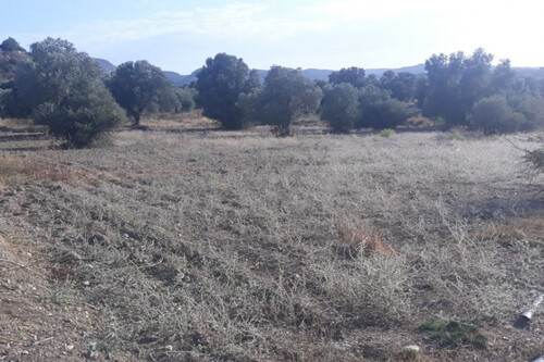 Foto - Grundstück Land Kaufen, , Moires (Heraklion Präfektur),