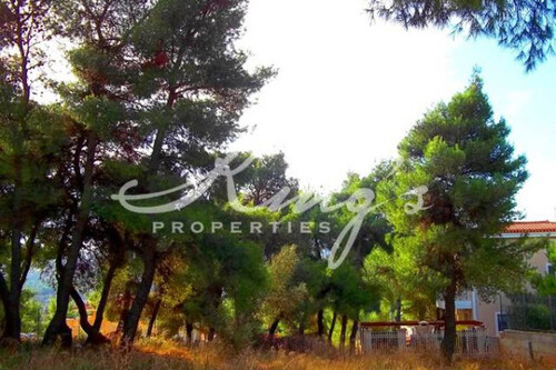 Foto - Grundstück Land Kaufen, , Stamata (Athen Nord),