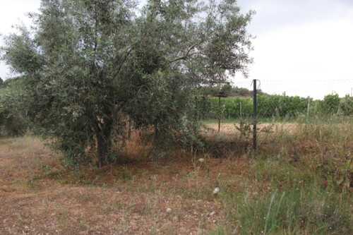 Foto - Grundstück zum Kaufen in 