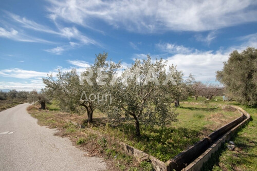 Foto - Grundstück zum Kaufen in 