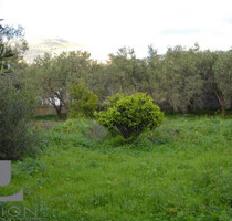 Grundstück Land Kaufen, , Kalyvia Thorikou (Attika - Restliche Gemeinden),