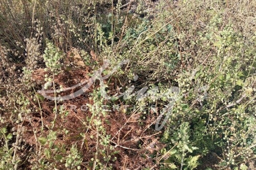 Foto - Grundstück in 