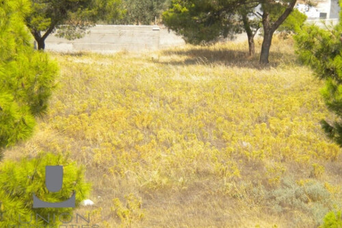 Foto - Grundstück Land Kaufen, , Koropi (Athen Ost),