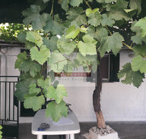 Haus Kaufen, , Istiaia (Euböa),