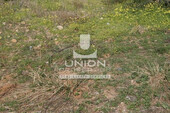 Foto - Grundstück Land Kaufen, , Koropi (Athen Ost),