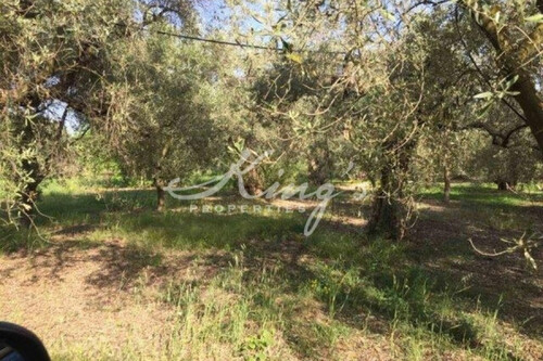 Foto - Grundstück Land Kaufen, , Agios Konstantinos (Fthiotida),