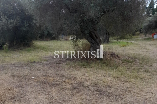 Foto - Grundstück Land Kaufen, , Kassandra (Chalkidiki),