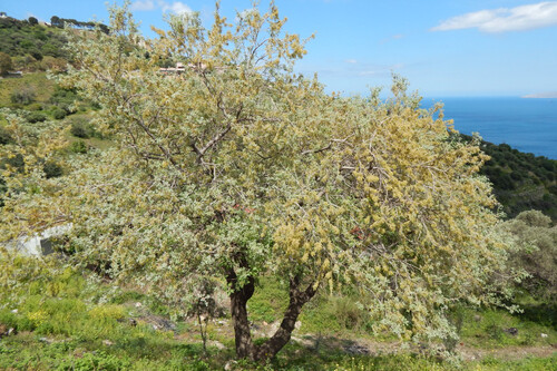 Foto - Grundstück Land Kaufen, , Gazi (Heraklion Präfektur),