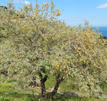Grundstück Land Kaufen, , Gazi (Heraklion Präfektur),